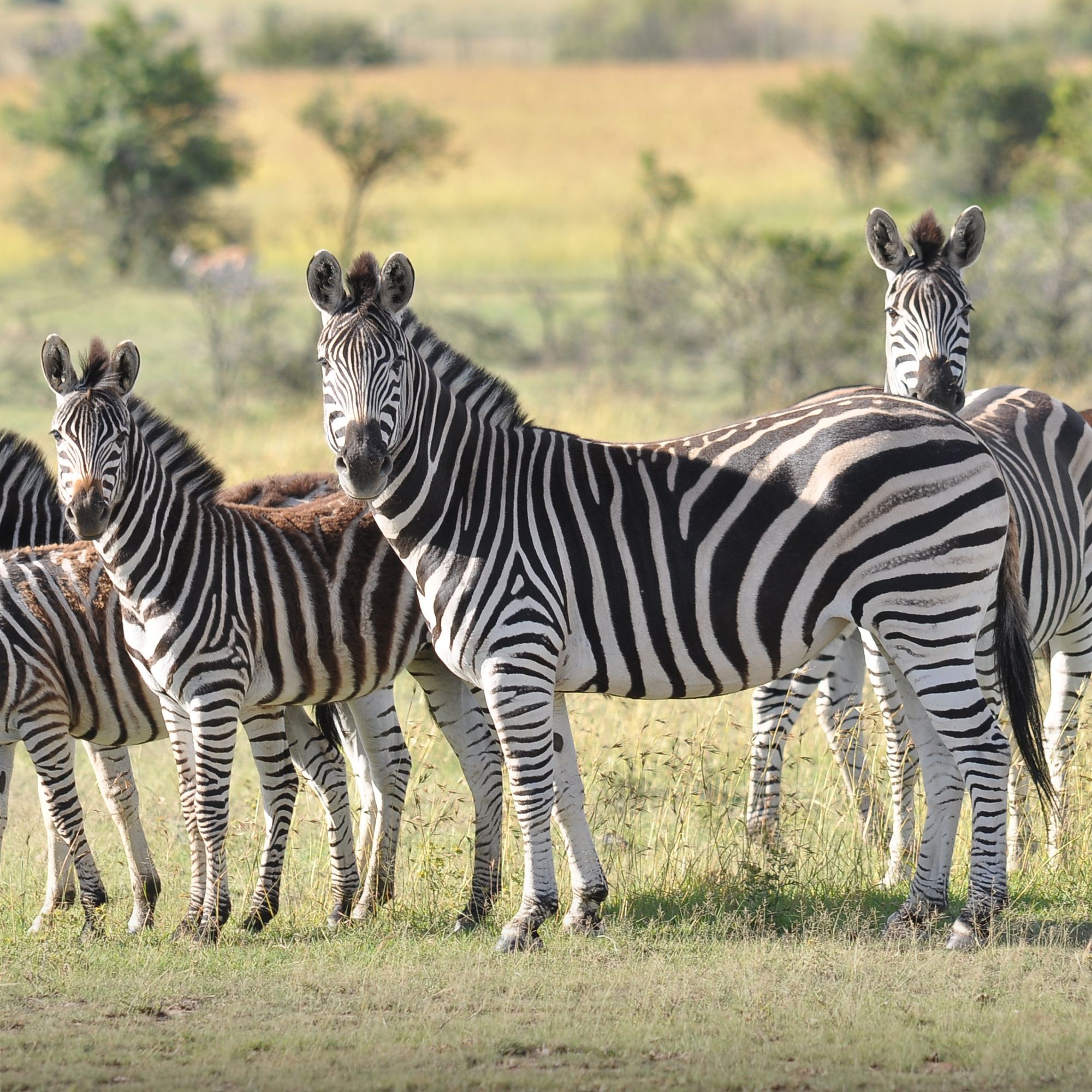 Untitled design - 2024-05-27T134806.762